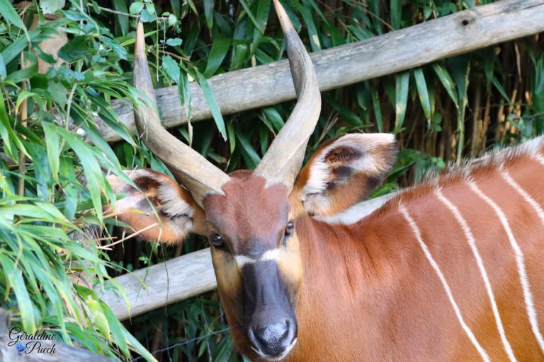 Bongo - Zoo la flèche