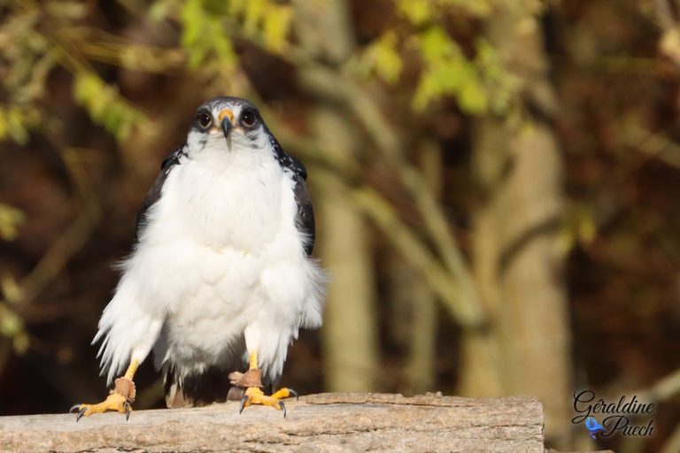 Buse augure - Zoo de Beauval à Saint Aignan