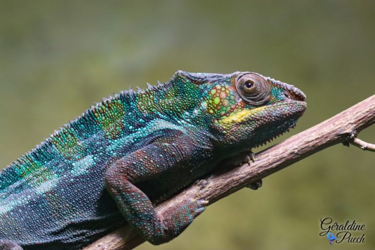 Caméléon - Zoo de Beauval à Saint Aignan