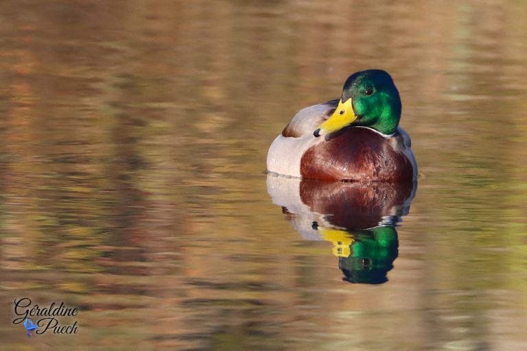 Canard Colvert - Réserve ornithologique du Teich