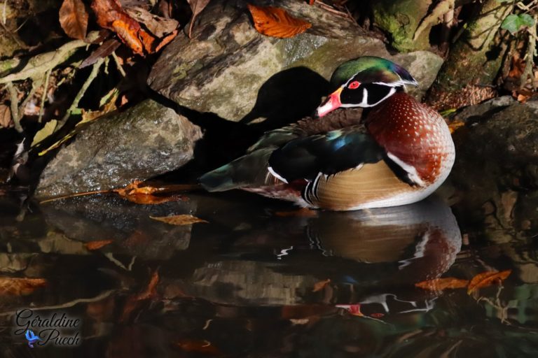 Canard branchu - Zoo de Beauval à Saint Aignan