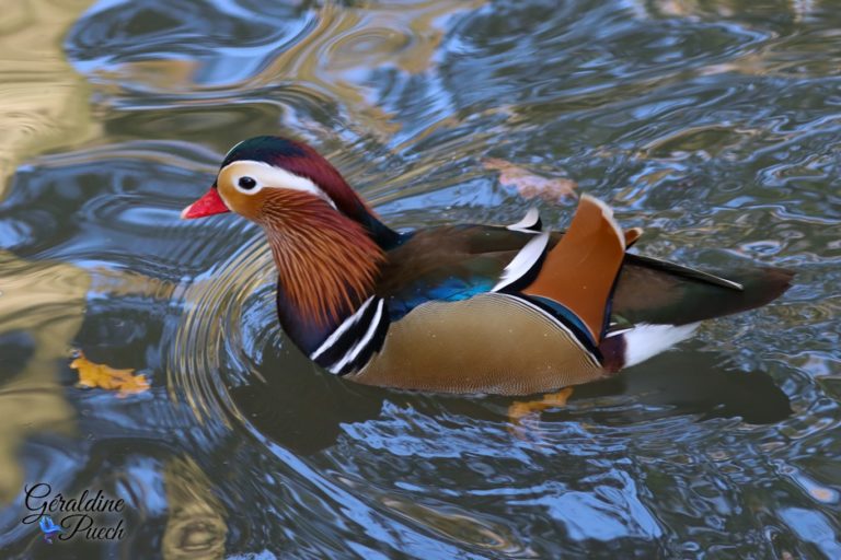 Canard mandarin - Zoo de Beauval à Saint Aignan