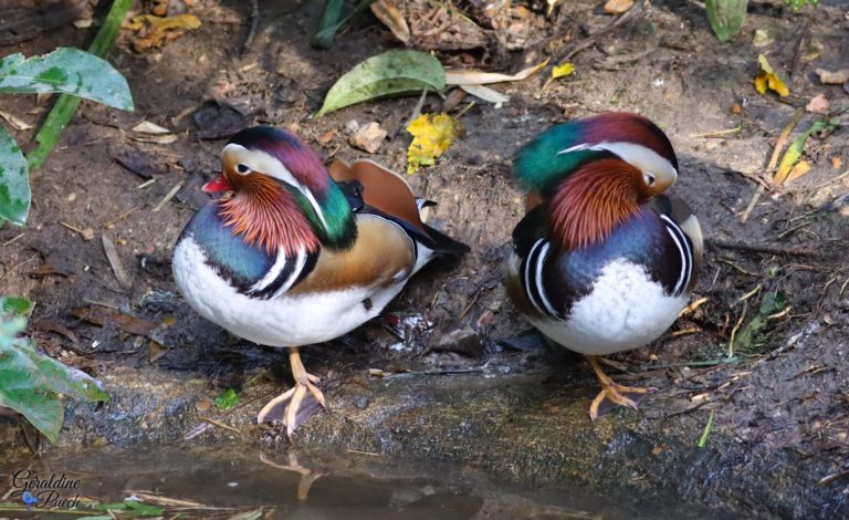 Canard mandarin - Zoo la flèche