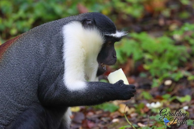 Cercopithèque Roloway - Bioparc à Doué-la-fontaine