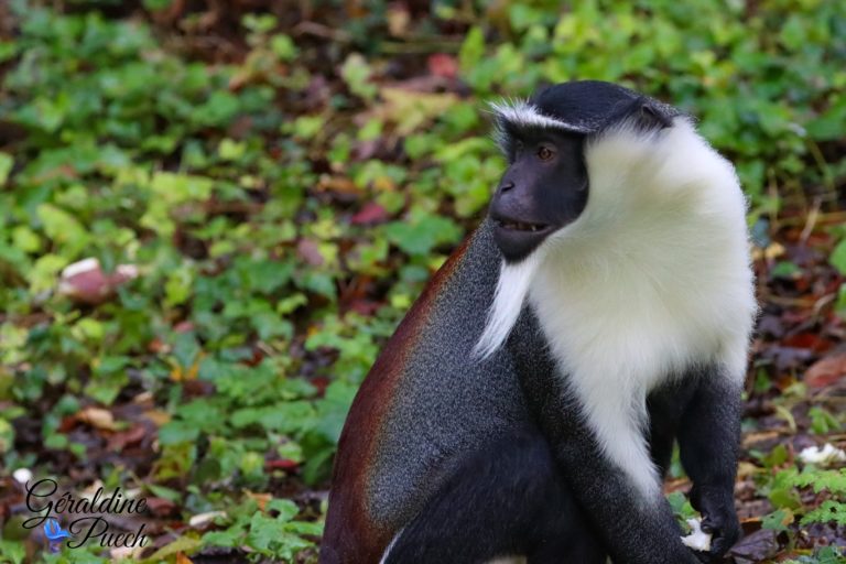 Cercopithèque Roloway - Bioparc à Doué-la-fontaine