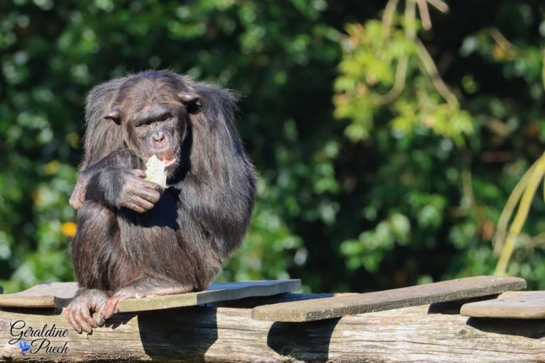 Chinpanzé - Zoo de La Palmyre