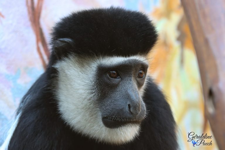 Colobe guéréza - Zoo de La Palmyre