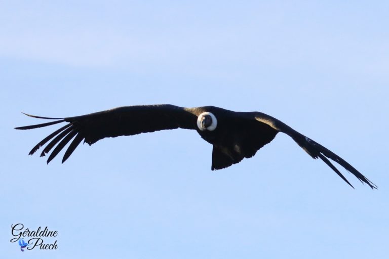 Condor des Andes - Zoo de Beauval à Saint Aignan