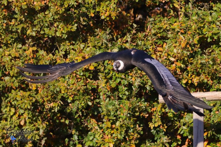 Condor des Andes - Zoo de Beauval à Saint Aignan