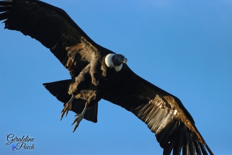 Condor des Andes - Zoo de Beauval à Saint Aignan