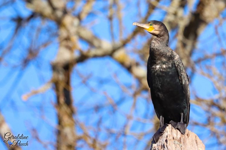 Cormoran - Zoo de La Palmyre