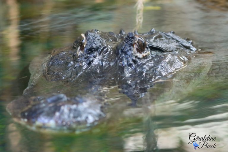 Crocodile - Zoo de Beauval à Saint Aignan