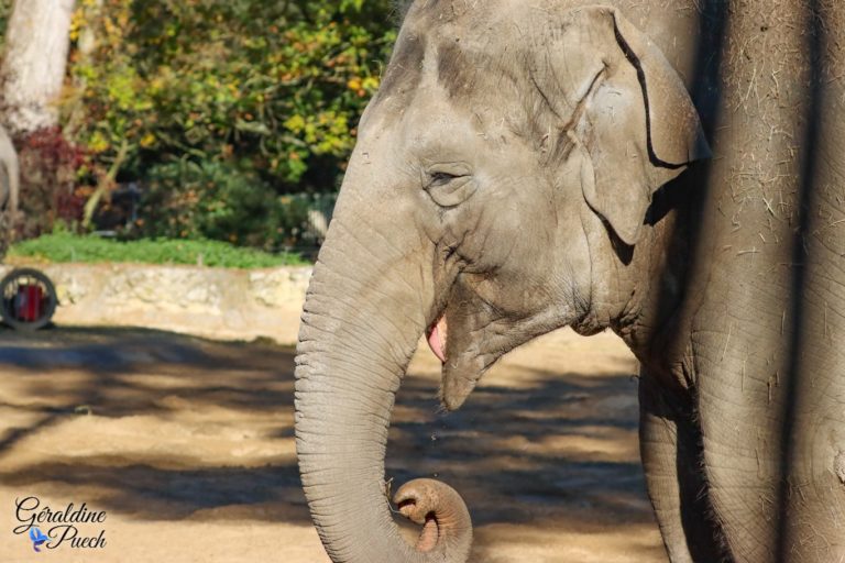 Eléphant - Zoo de La Palmyre