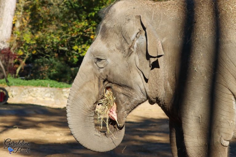 Eléphant manger - Zoo de La Palmyre