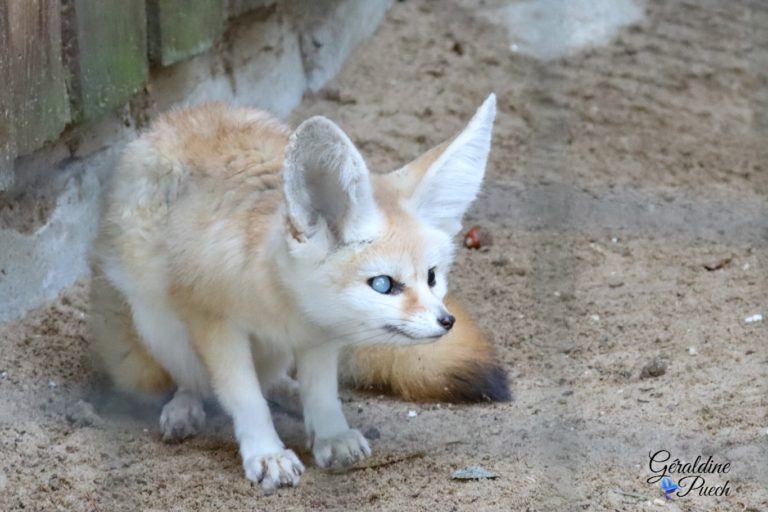 Fénec - Zoo de La Palmyre