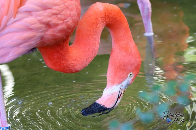 Flamant du Chili - Zoo de La Palmyre