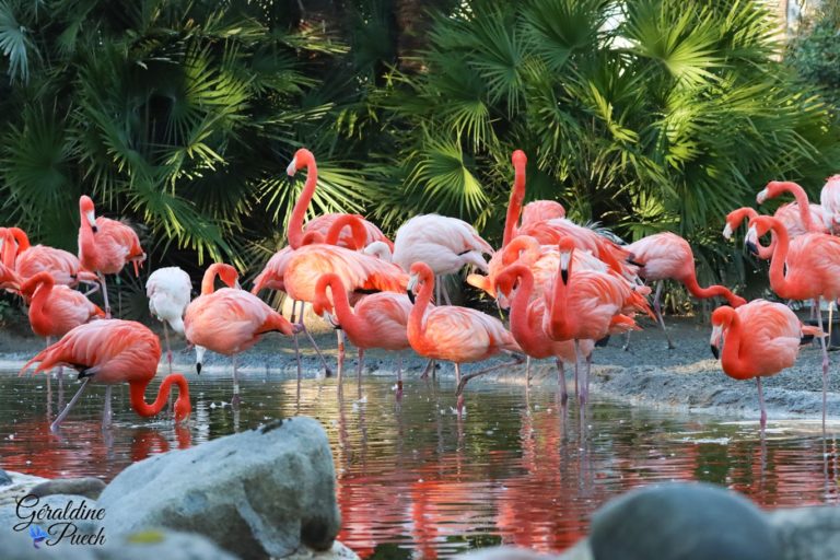 Flamants du Chili - Zoo de La Palmyre