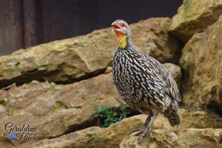 Francolin à cou jaune - Bioparc à Doué-la-fontaine