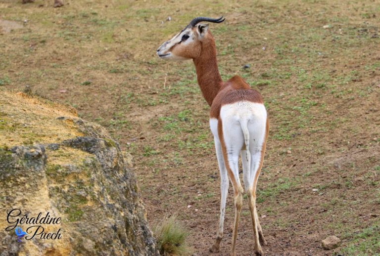 Gazelle dama mhorr - Bioparc à Doué-la-fontaine