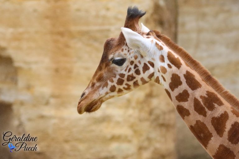 Girafe - Bioparc à Doué-la-fontaine