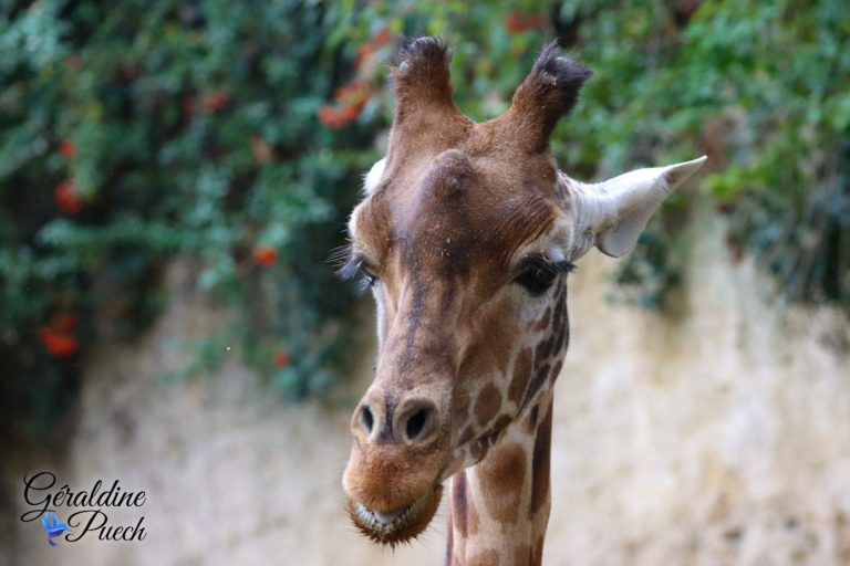 Girafe - Bioparc à Doué-la-fontaine