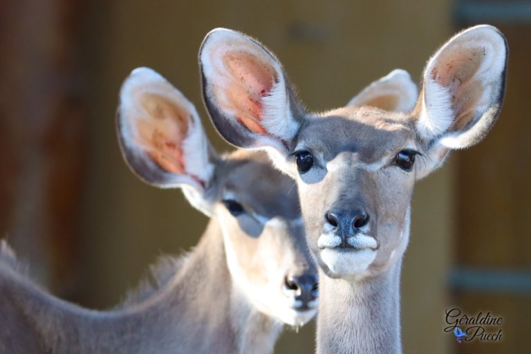 Grand koudou femelle duo - Zoo de La Palmyre