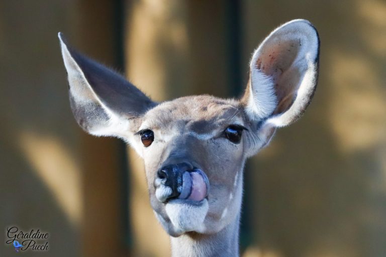 Grand koudou femelle langue - Zoo de La Palmyre