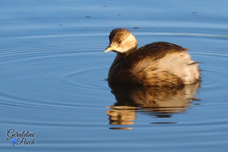 Grèbe castagneux - Réserve ornithologique du Teich