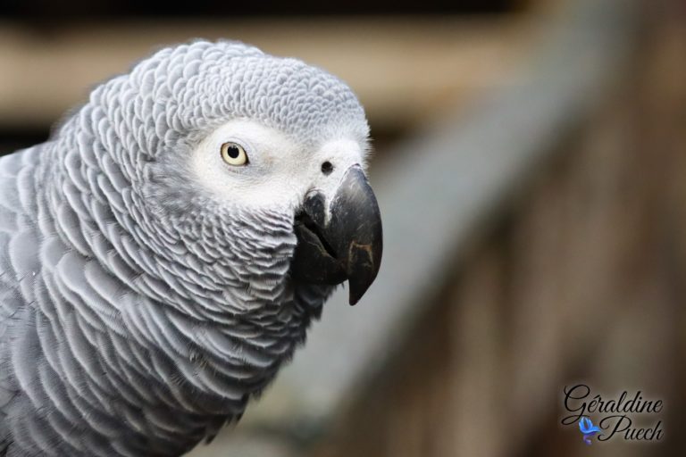 Gris du Gabon - Bioparc à Doué-la-fontaine