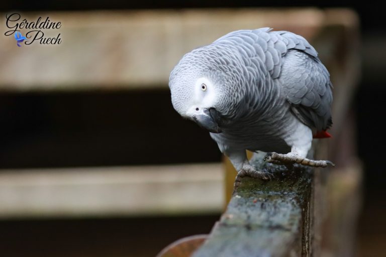 Gris du Gabon - Bioparc à Doué-la-fontaine