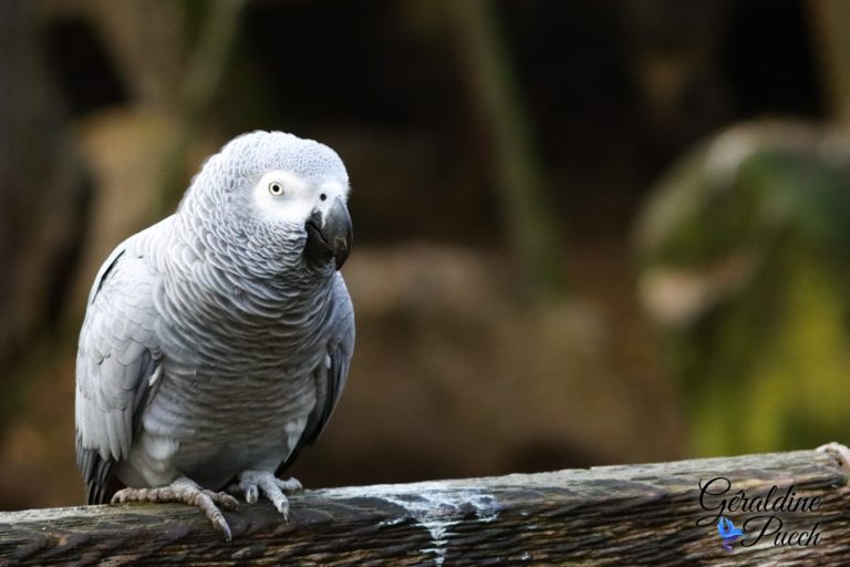 Gris du Gabon - Bioparc à Doué-la-fontaine