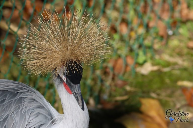 Grue royale - Zoo de Beauval à Saint Aignan