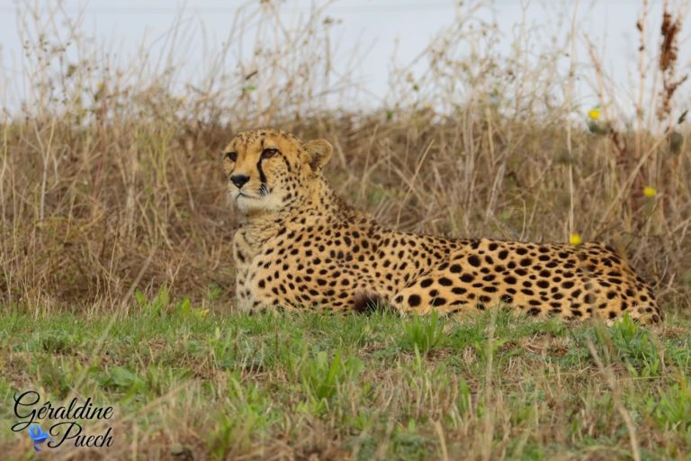 Guépard - Bioparc à Doué-la-fontaine