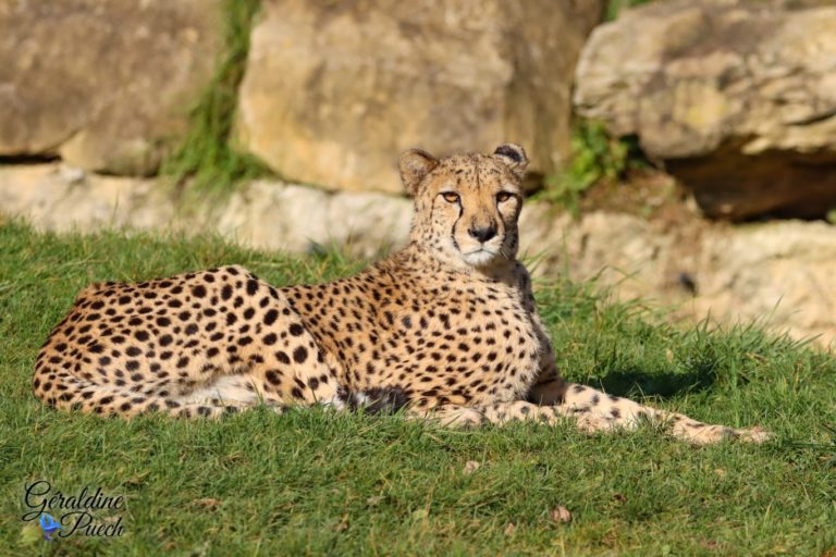 Guépard - Zoo de Beauval à Saint Aignan