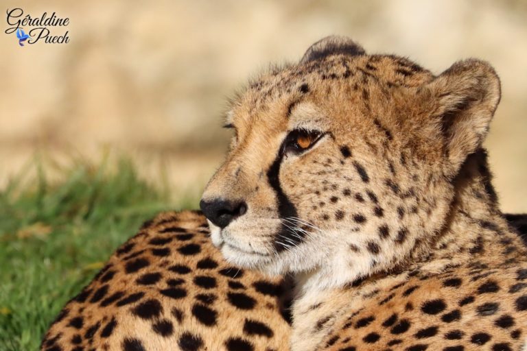 Guépard - Zoo de Beauval à Saint Aignan