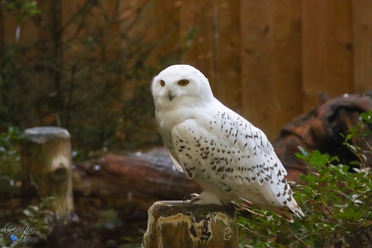 Harfang des neiges - Zoo la flèche