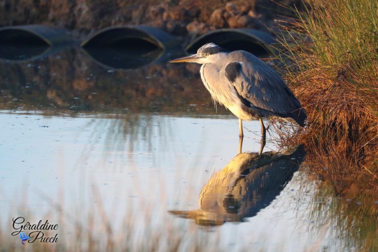 Héron cendré - Réserve ornithologique du Teich