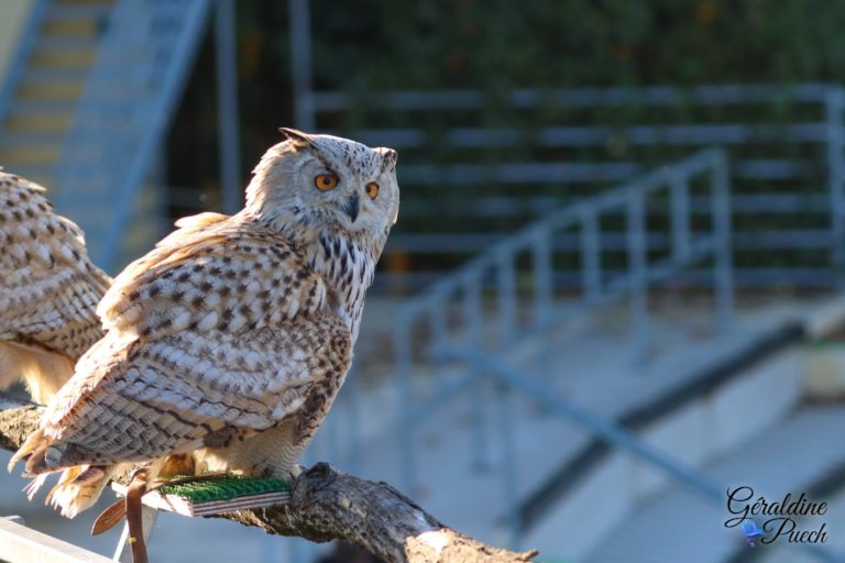 Hibou grand duc - Zoo de Beauval à Saint Aignan