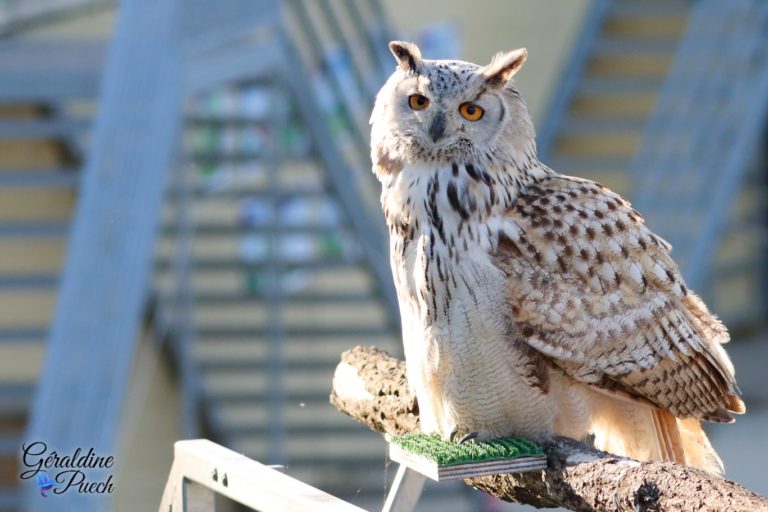 Hibou grand duc - Zoo de Beauval à Saint Aignan