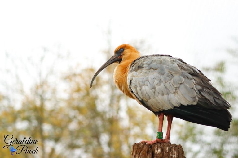 Ibis à face noire - Bioparc à Doué-la-fontaine