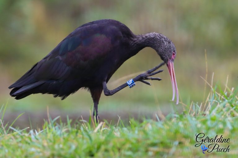 Ibis falcinelle - Bioparc à Doué-la-fontaine