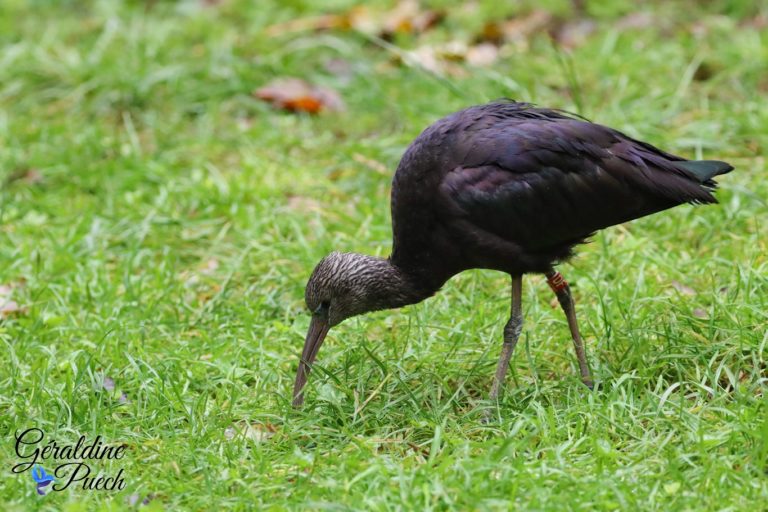 Ibis falcinelle - Bioparc à Doué-la-fontaine