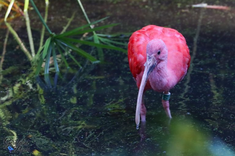 Ibis rouge - Zoo de La Palmyre