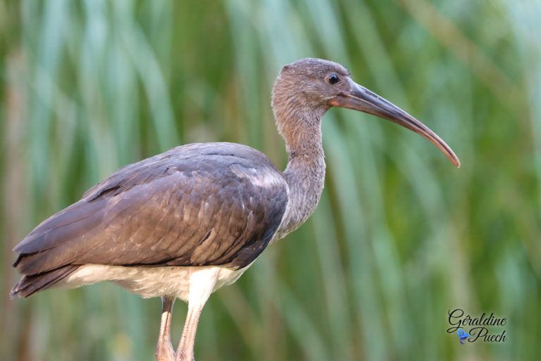 Ibis rouge juvénile - Zoo de La Palmyre