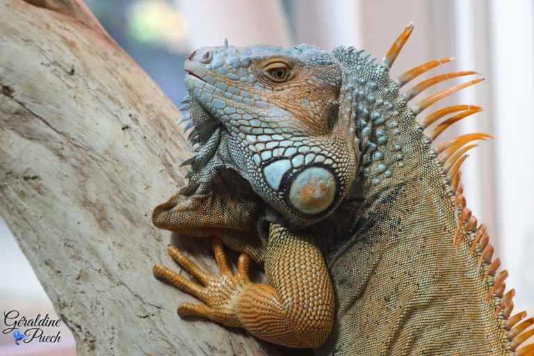 Iguane monte - Zoo de La Palmyre