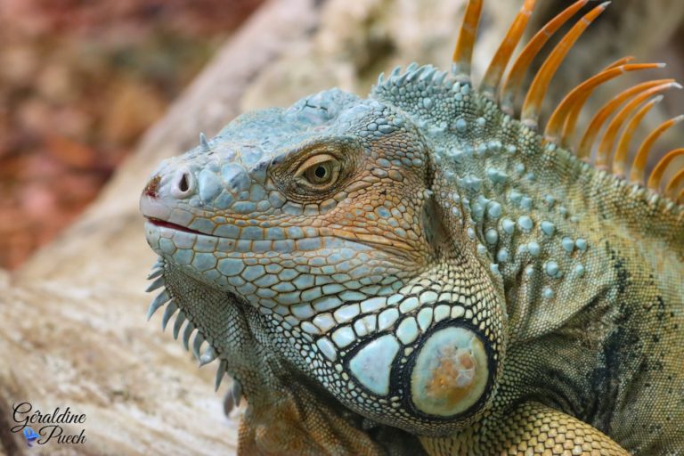 Iguane portrait - Zoo de La Palmyre