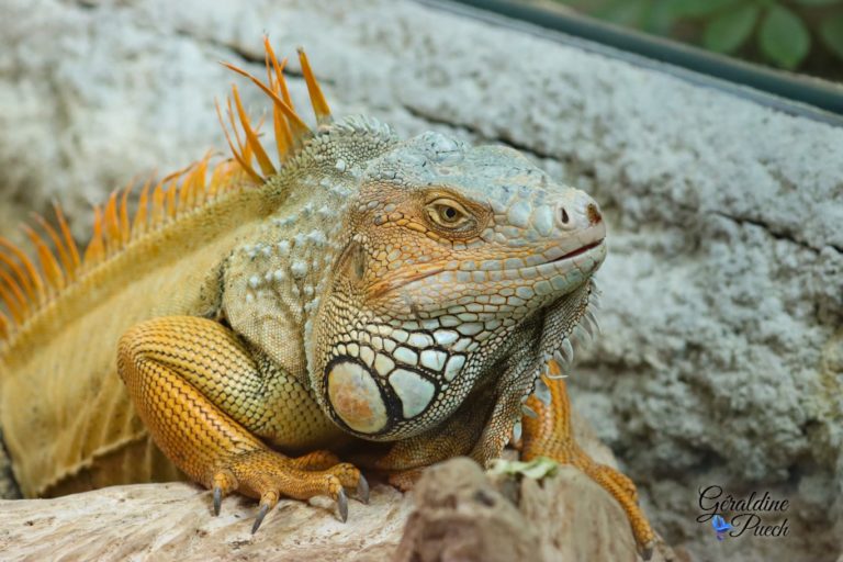 Iguane profil - Zoo de La Palmyre