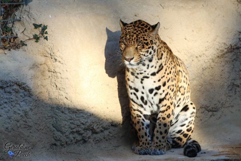 Jaguar - Zoo de La Palmyre