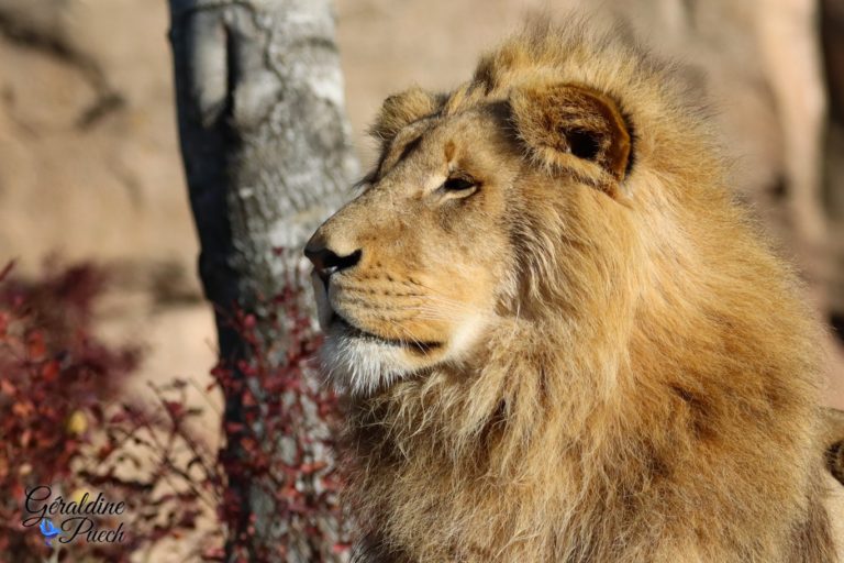 Lion - Zoo de Beauval à Saint Aignan