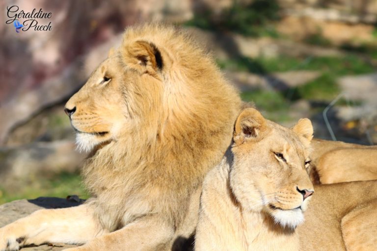 Lion et lionne- Zoo de Beauval à Saint Aignan